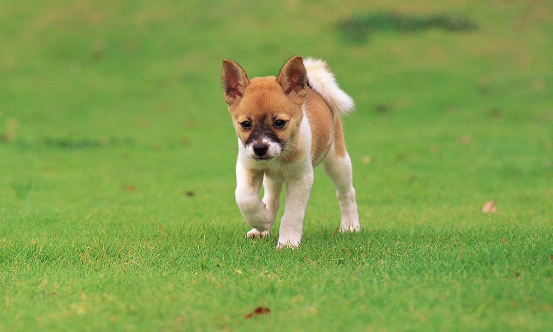 延安叮叮宠物商业计划书案例